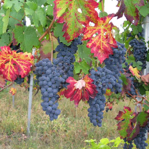Teinturier Grape | Vitis vinifera 'Purpurea' Climbing Plants