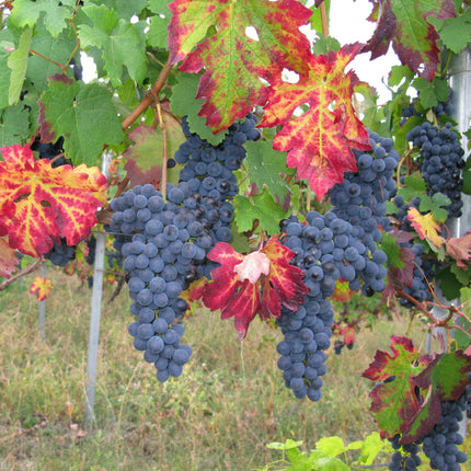 Teinturier Grape | Vitis vinifera 'Purpurea' Climbing Plants