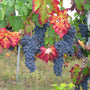 Teinturier Grape | Vitis vinifera 'Purpurea' Climbing Plants