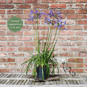 Agapanthus 'Lapis Lazuli' Perennial Bedding
