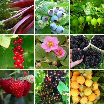 Fruit Plants for Beginners | Allotment in a Box Soft Fruit