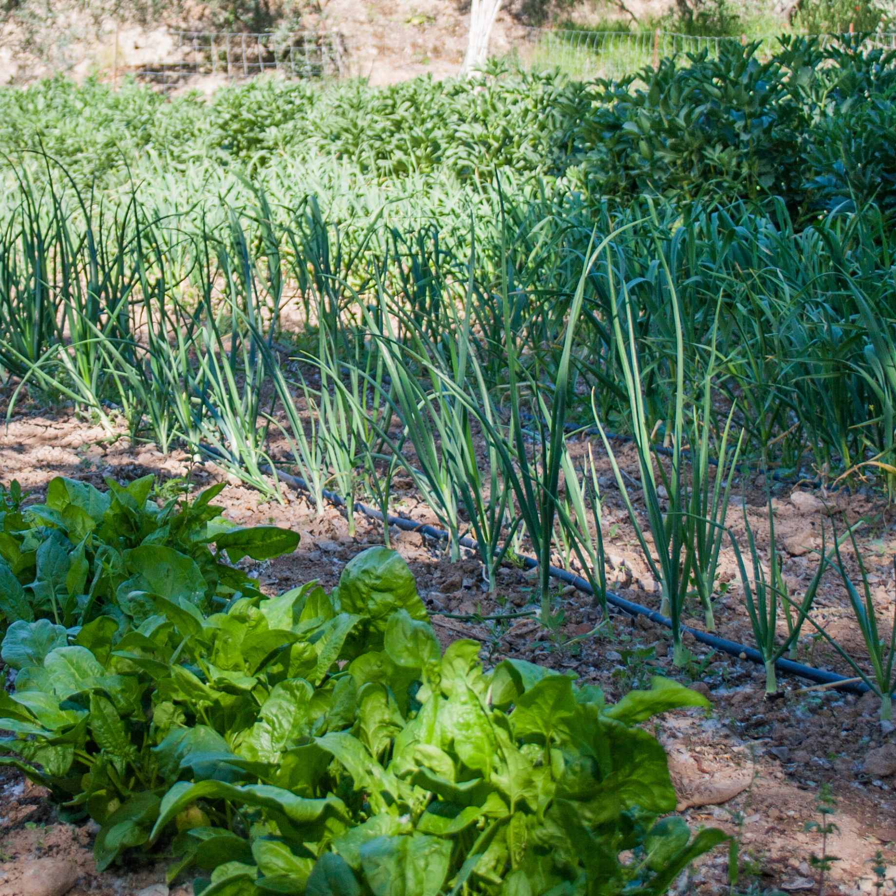 Best Vegetables for Shade | Grower's Choice