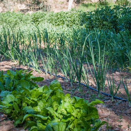 Best Vegetables for Shade | Grower's Choice Vegetable Plants