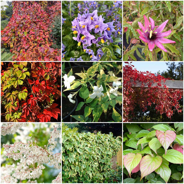 Fast Growing Climbers Collection Climbing Plants