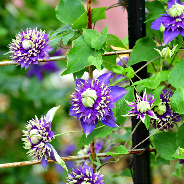 Clematis florida 'Taiga' Climbing Plants