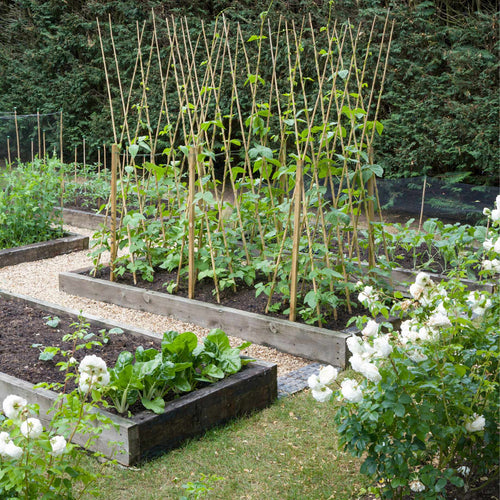 Full Season Vegetables Collection Vegetables