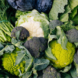 Gourmet Brassica Collection Vegetables