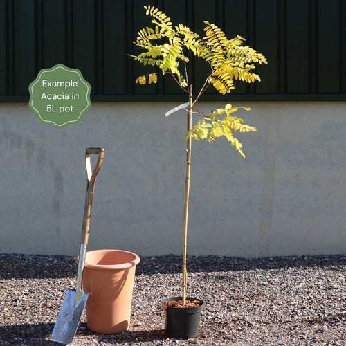 False Acacia Tree | Robinia pseudoacacia 'Rozynskiana' Ornamental Trees