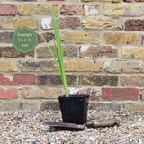 Iris pseudacorus Pond Plants