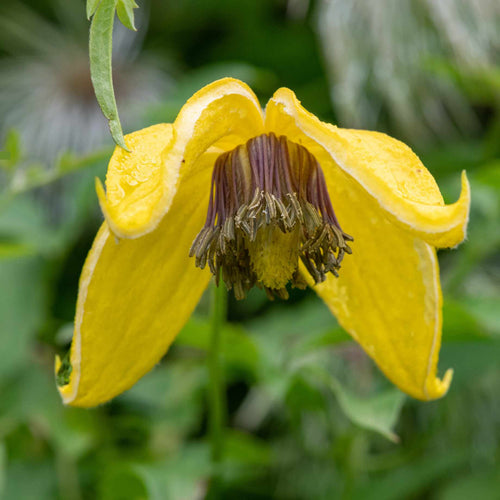 Clematis 'Golden Tiara' Climbing Plants