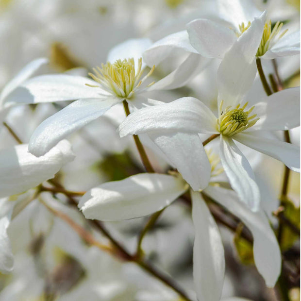 Evergreen Clematis | Clematis armandii 'Snowdrift' Climbing Plants