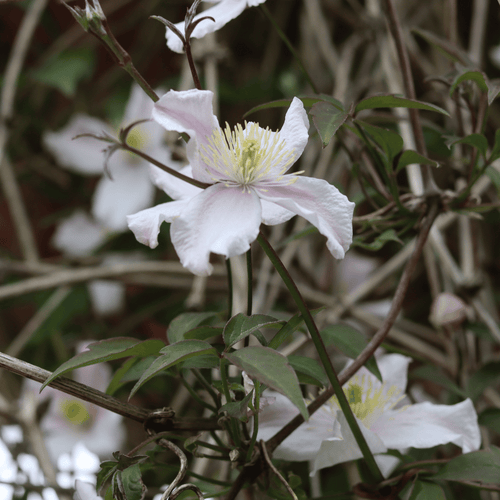 Clematis montana 'Mayleen' Climbing Plants