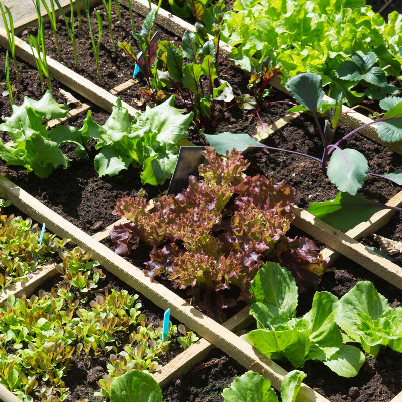 Beginner's Allotment in a Box | Easiest Vegetables to Grow Vegetables