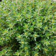 Lemon Thyme Plant Vegetables