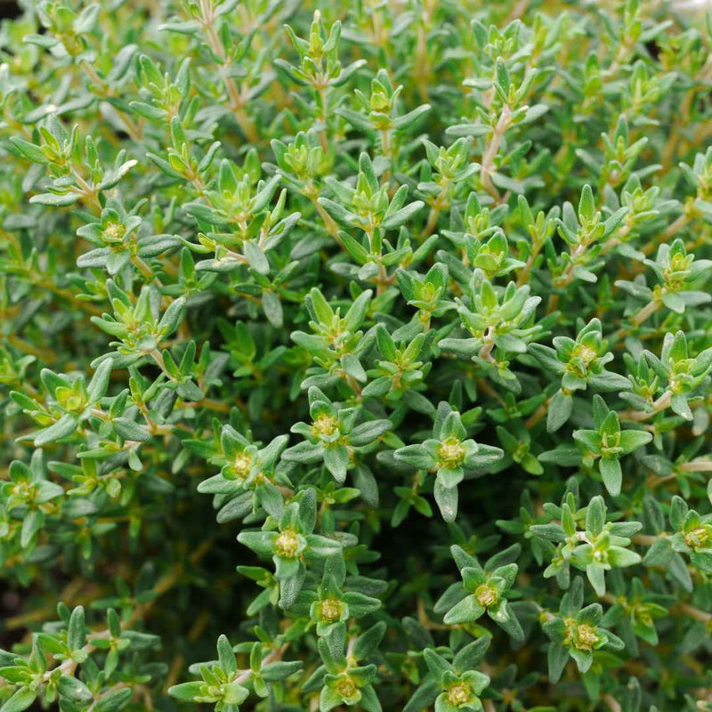 Lemon Thyme Plant Vegetables