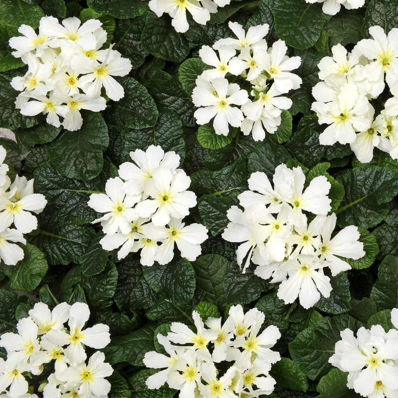 Blue & Purple Primrose Collection Annual bedding