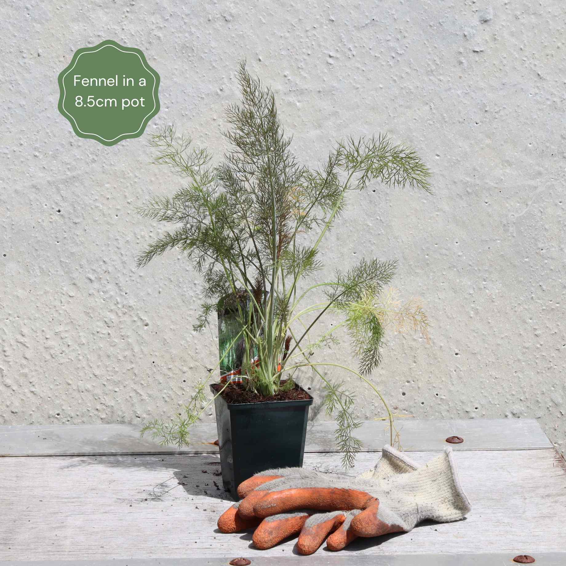 Bronze Fennel Plant – Roots Plants