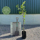 'Jubilee' Plum Tree Fruit Trees
