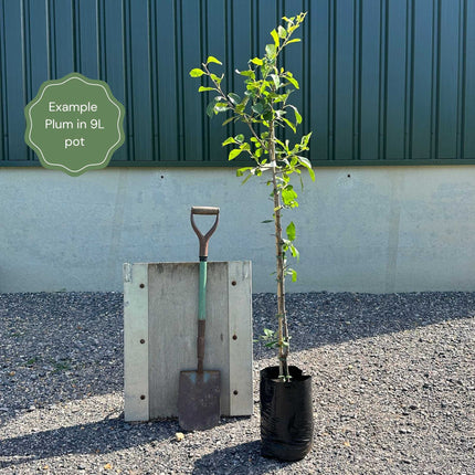 'Jubilee' Plum Tree Fruit Trees