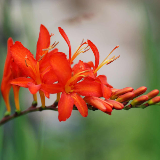 Crocosmia 'Walberton Miss Scarlet' Perennial Bedding