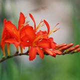 Crocosmia 'Walberton Miss Scarlet' Perennial Bedding
