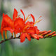 Crocosmia 'Walberton Miss Scarlet' Perennial Bedding