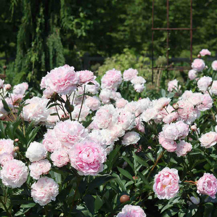 Peony 'Sarah Bernhardt' Perennial Bedding