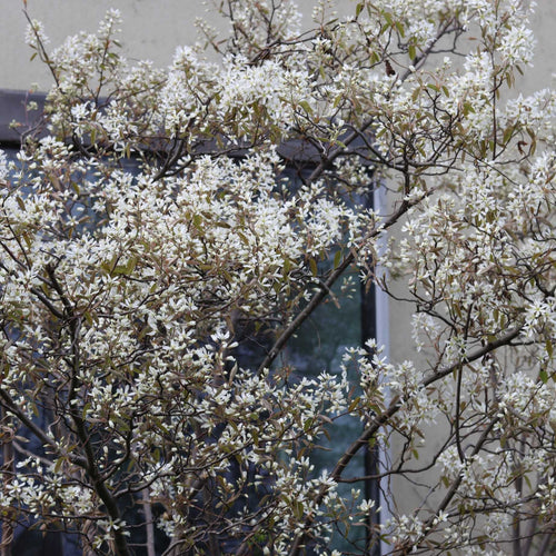Amelanchier Tree | Amelanchier Canadensis Ornamental Trees