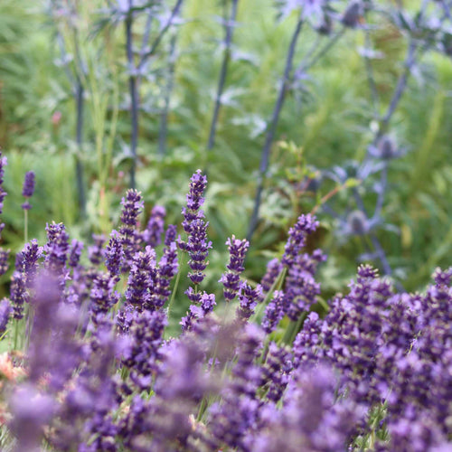 English Lavender | Lavandula Angustifolia Perennial Bedding