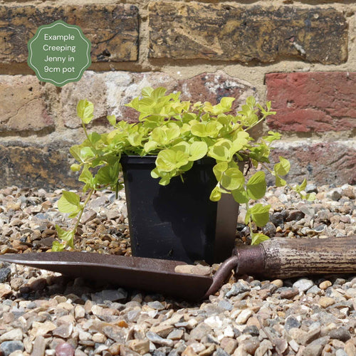 Golden Creeping Jenny | Lysimachia nummularia 'Aurea' Pond Plants