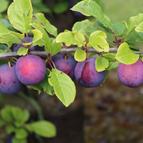 'Jubilee' Plum Tree Fruit Trees