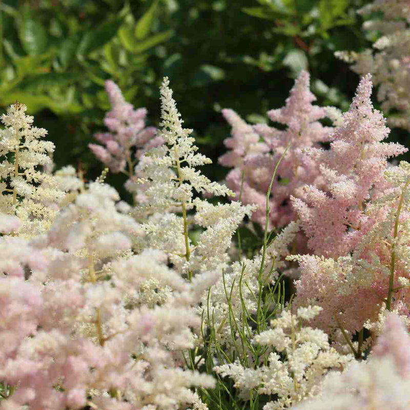Astilbe 'Freya' Perennial Bedding
