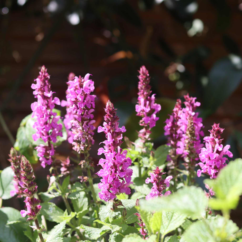 Salvia Merleau Rose Perennial Bedding