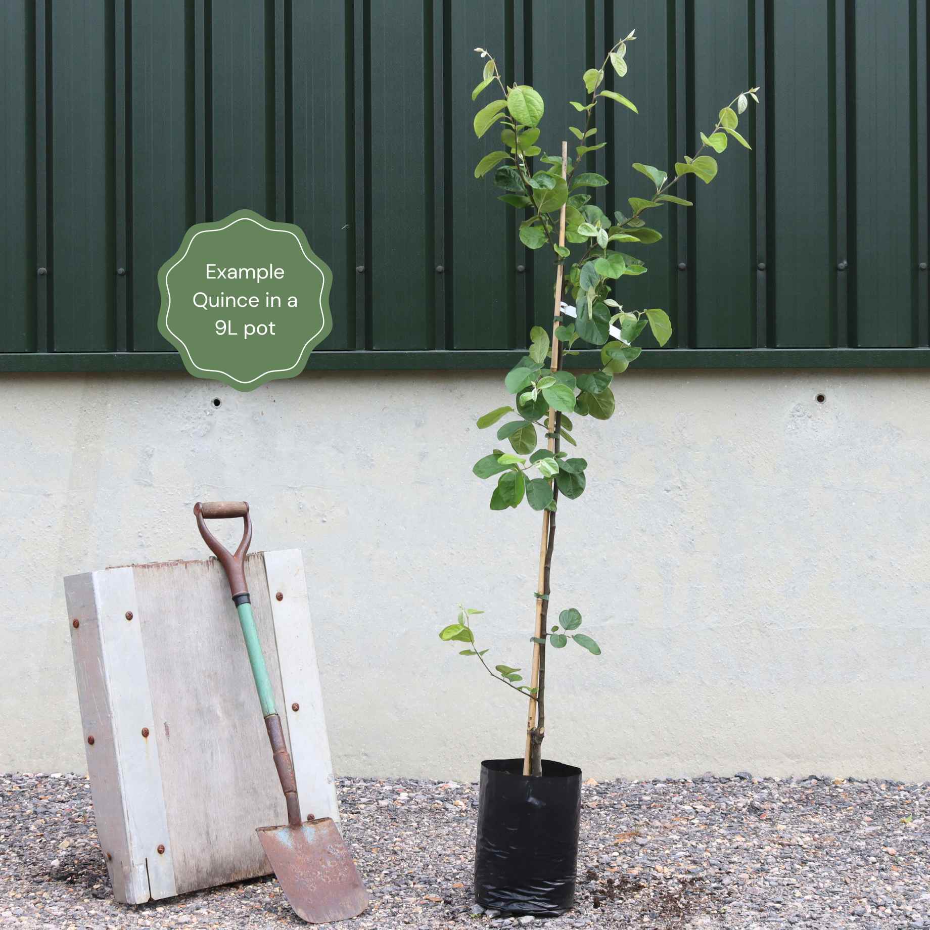 Quince Tree Roots 'Champion' Quince Tree – Roots Plants