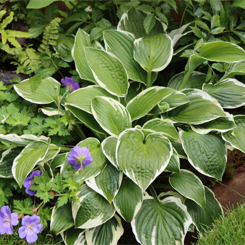 Hosta 'Patriot' Perennial Bedding