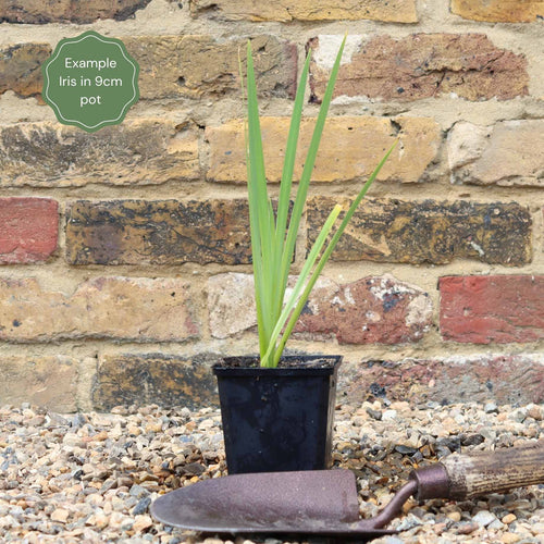 Iris sibirica Pond Plants