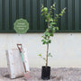 'Geant du Portugal' Quince Tree Fruit Trees