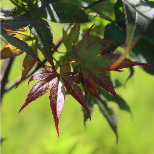 Japanese Maple Tree | Acer palmatum 'Bloodgood' Ornamental Trees