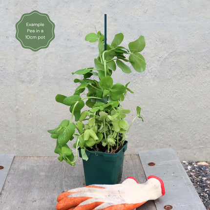 'Shiraz' Mangetout Pea Plants Vegetables