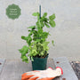 'Shiraz' Mangetout Pea Plants Vegetables
