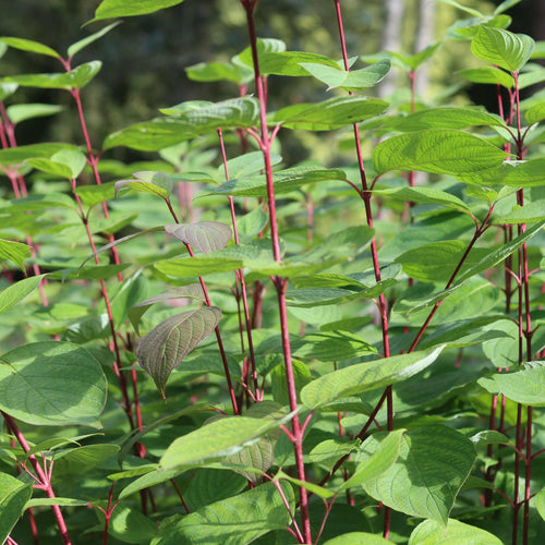 Red-Stemmed Dogwood Hedging | Cornus alba Shrubs