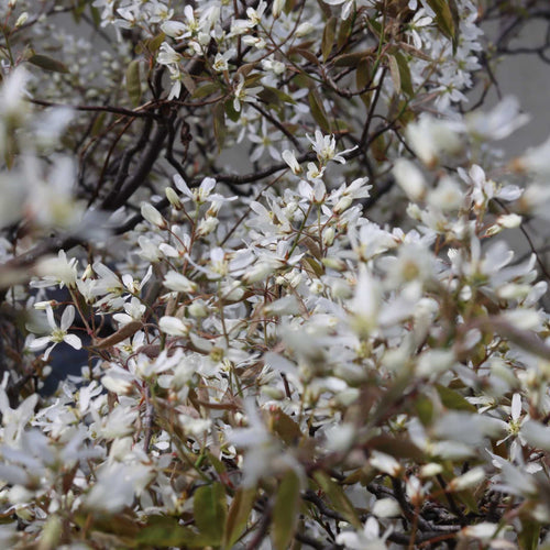 Amelanchier Tree | Amelanchier Canadensis Ornamental Trees