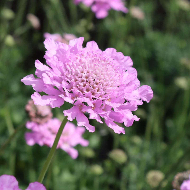 Scabiosa 'Kudo Pink' Perennial Bedding