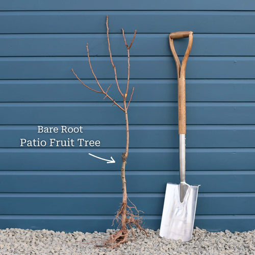 Patio Apple Tree Trained Fruit Trees