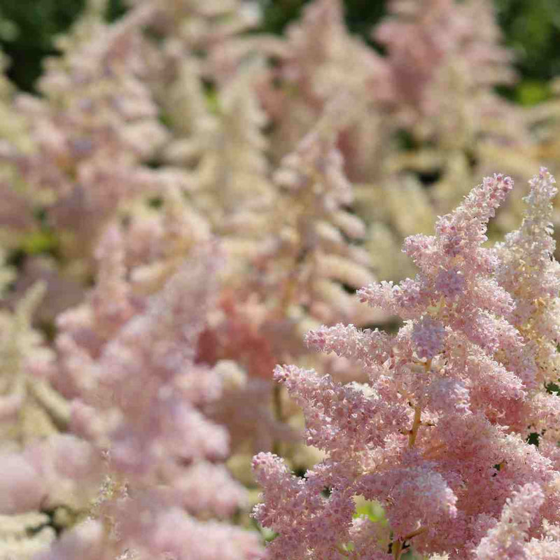 Astilbe 'Freya' Perennial Bedding
