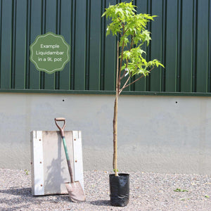 Sweetgum Tree | Liquidambar styraciflua 'Worplesdon' Ornamental Trees