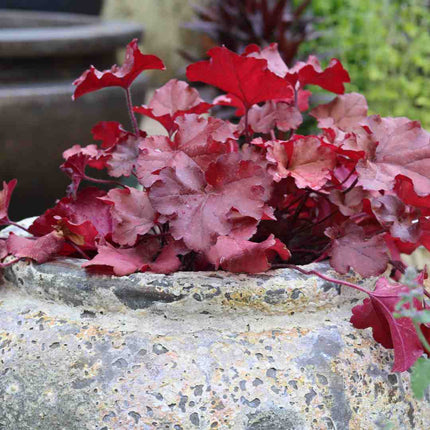 Heuchera 'Indian Summer Cranberry' Perennial Bedding