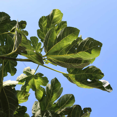 'Goutte d'Or' Fig Tree Soft Fruit