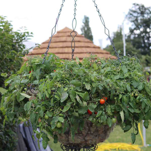 'Tumbling Tom Red' Tomato Plants Vegetables