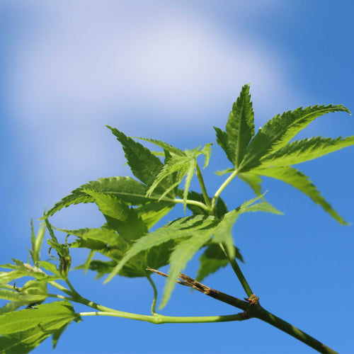 Japanese Maple Tree | Acer palmatum 'Shidava Gold' Ornamental Trees